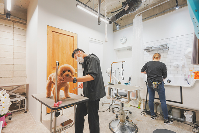 飼い主からペットを預かり、カットや爪のお手入れを丁寧に行う